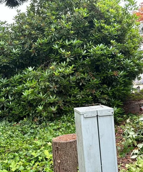 Landscaping Maintenance in Ballard 